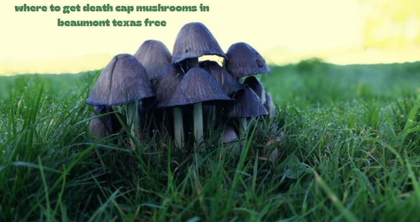 where to get death cap mushrooms in beaumont texas free
