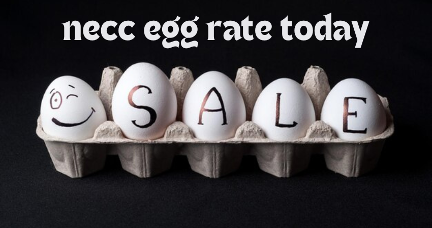 necc egg rate today