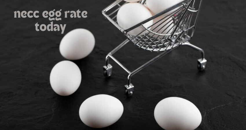 necc egg rate today